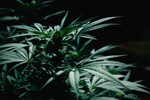 Expérience utilisateur enrichissante avec weed side story : notre avis